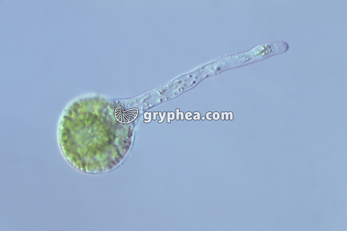 Prêle - Spore en cours de germination x100 - gryphea.org